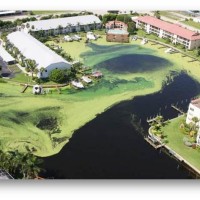 Aerial algae