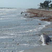 sanibel3